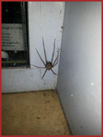 Les insectes  (1)