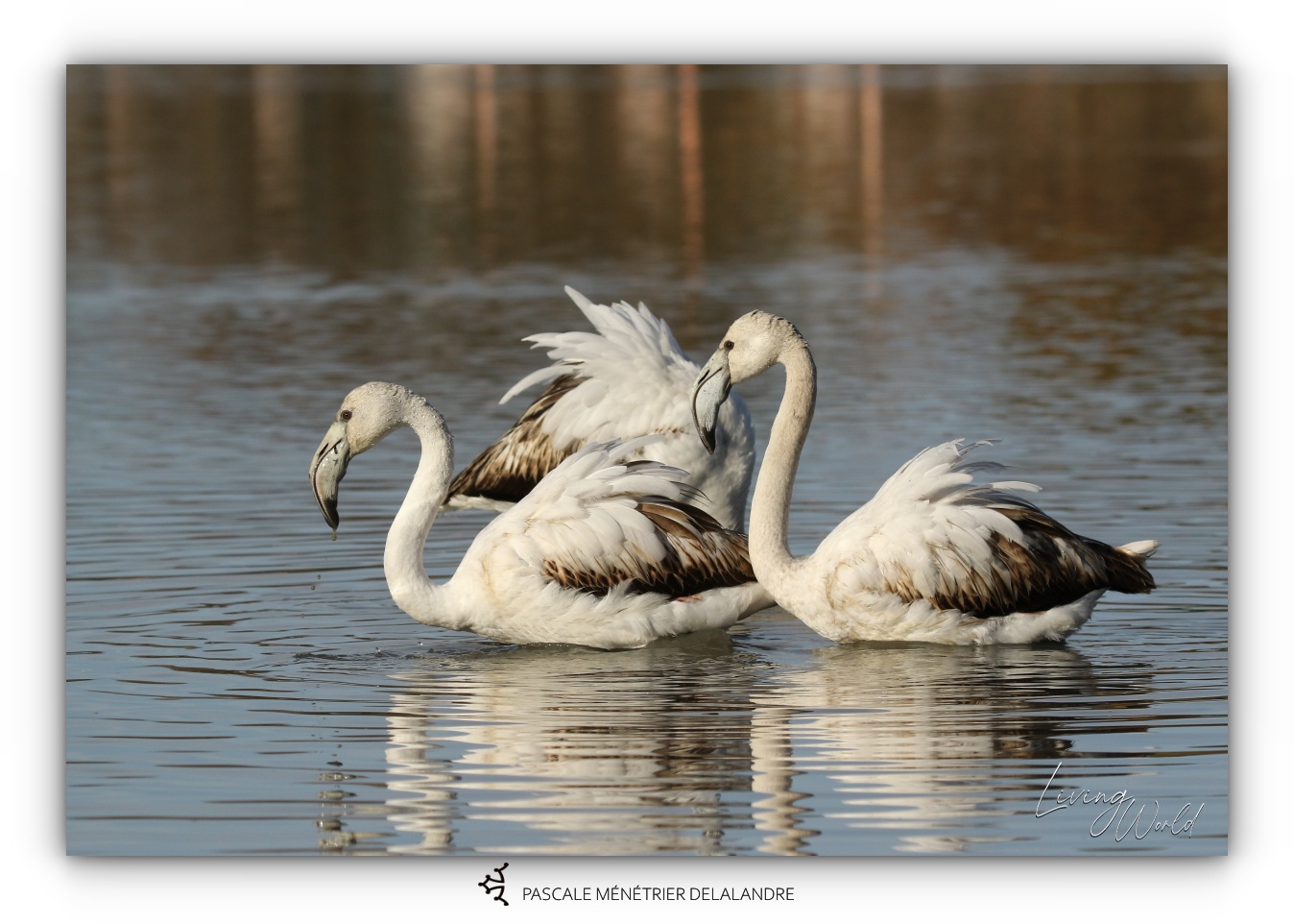 Le Flamant rose 