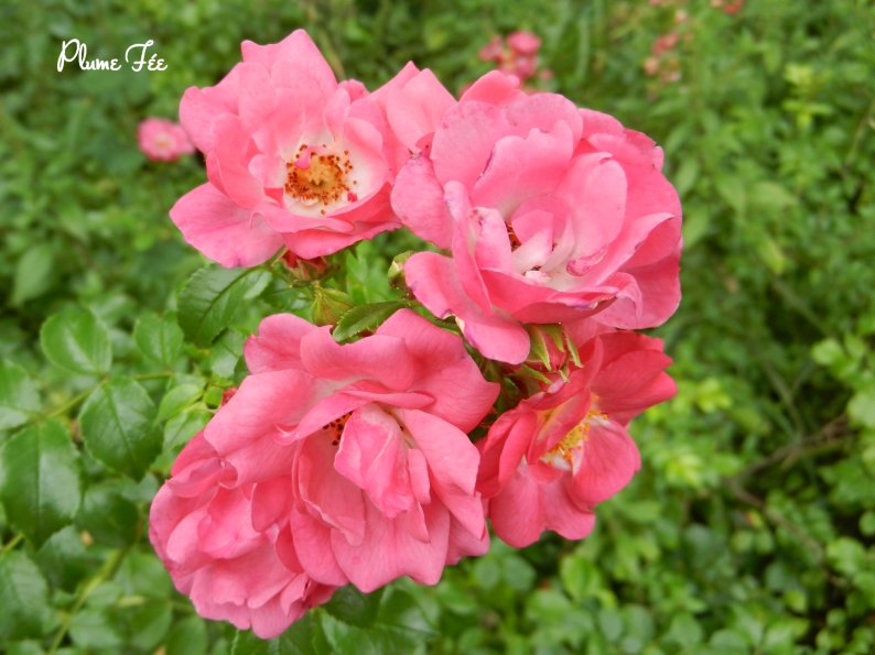 Image014.jpg