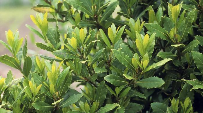Plantes aromatiques 2ème partie