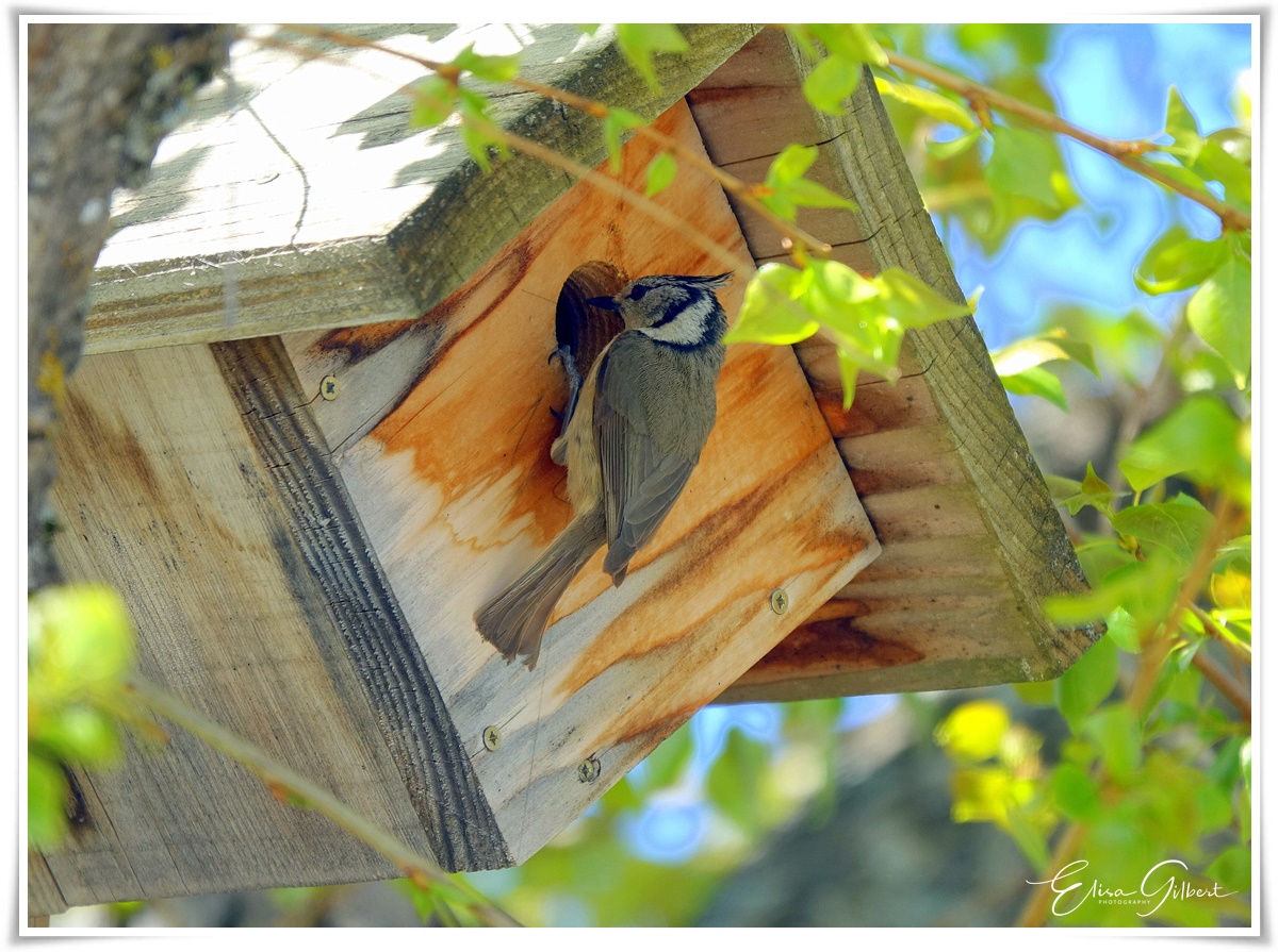 "Les abonnés" du jardin !