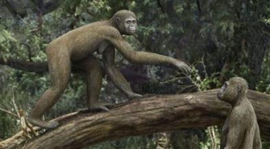 Prémices de l'Humanité en Afrique