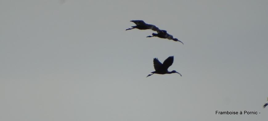Oiseaux au salineau  - Janvier 2019