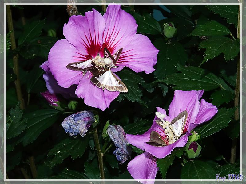 Une invasion par le papillon Pyrale du buis (Cydalima perspectalis) suite ... - Lartigau - Milhas - 31