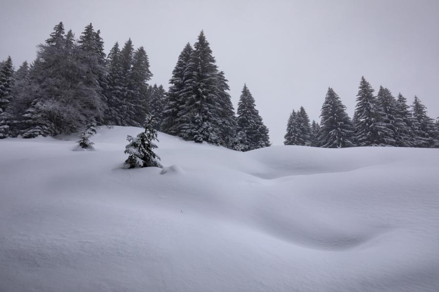 Forêt du Jura