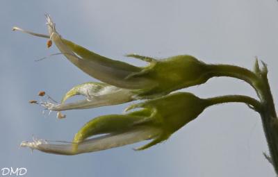 Medicago arborea  -  luzerne arborescente