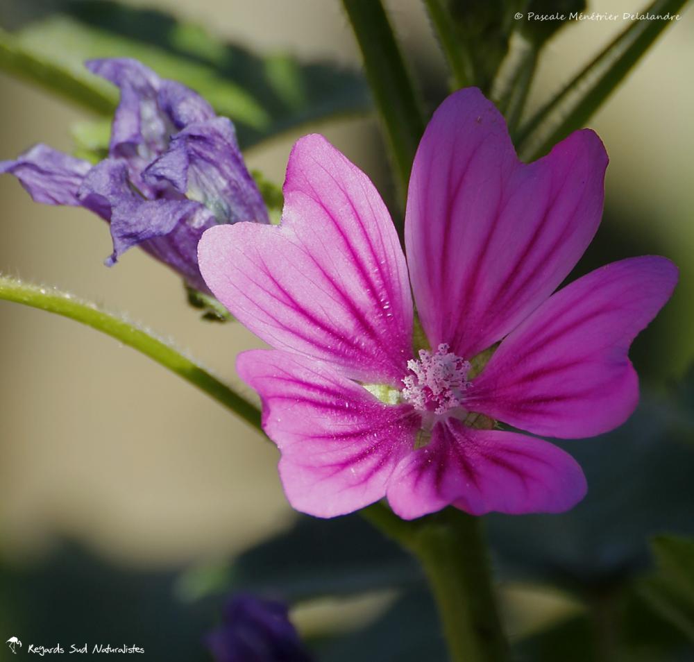 Grande Mauve - Malva sylvestris