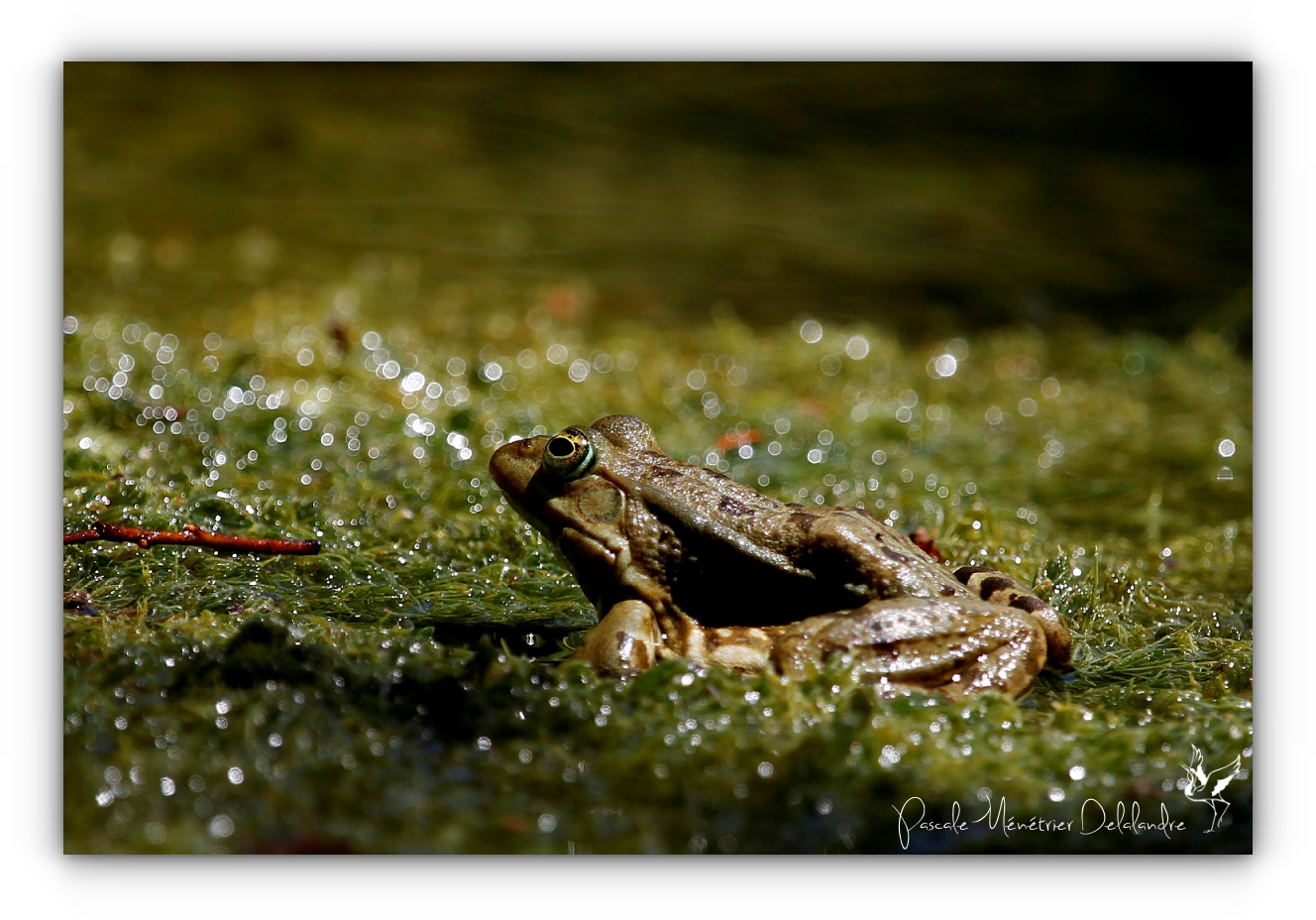 Grenouille rieuse - Rana ridibunda