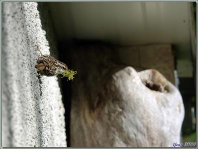 Grimpereau des jardins, Short-toed Treecreepe (Certhia brachydactyla) - Lartigau - Milhas - 31