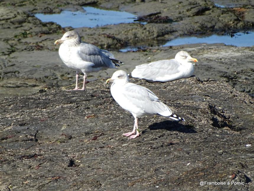 Les oiseaux de la Prée à la Plaine sur Mer - 44- Goéland argenté