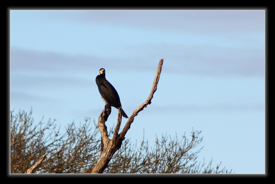 Grand Cormoran en observation...
