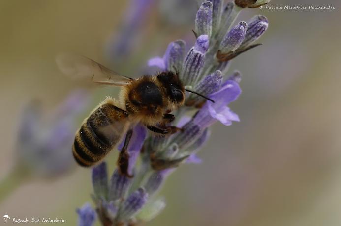 Abeille mellifère ♀