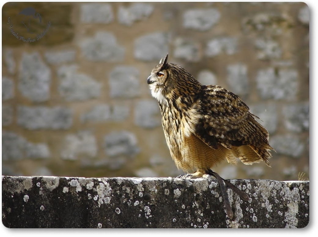 Hibou grand Duc...