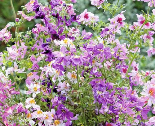 Fleurs cultivées : Schizanthus