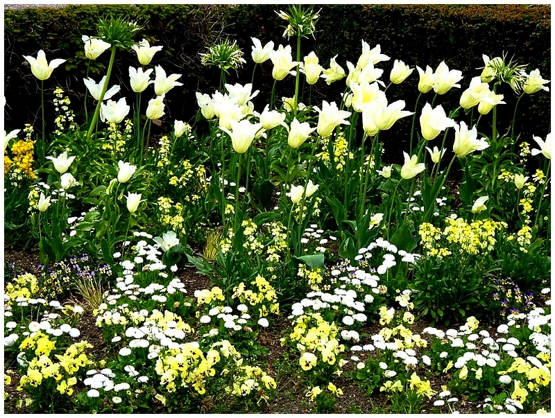 Metz / Loin de janvier le temps des fleurs...