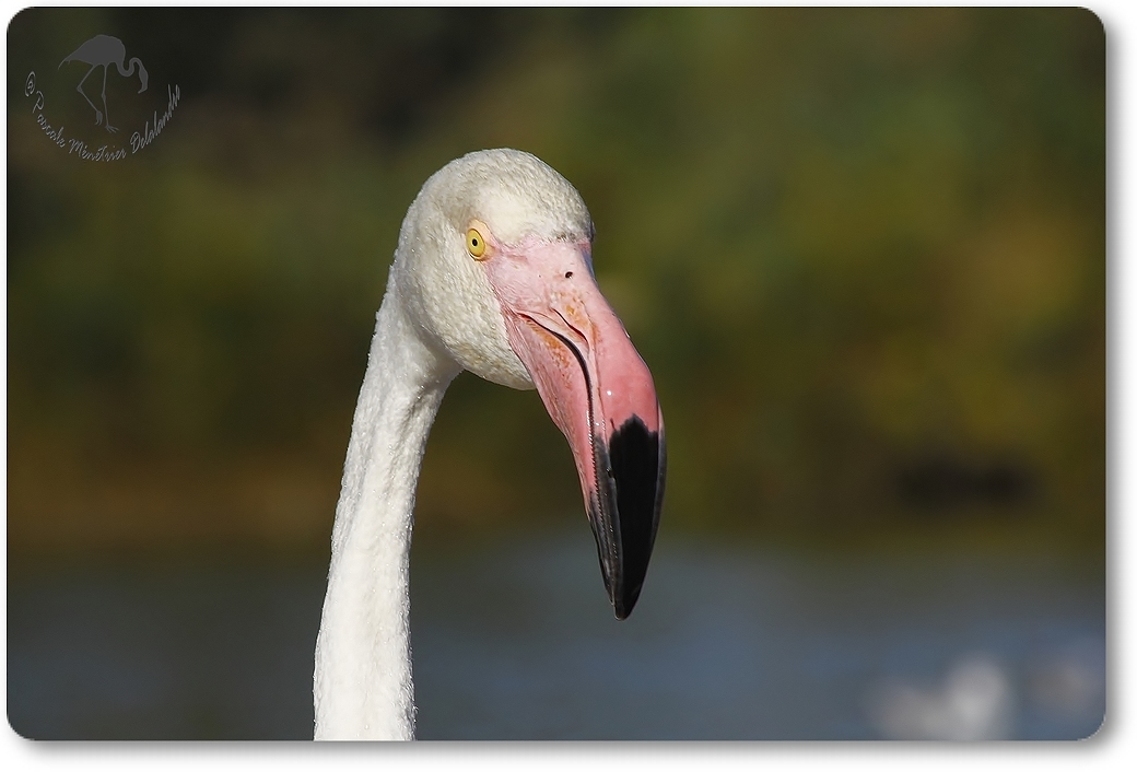 Flamants roses...