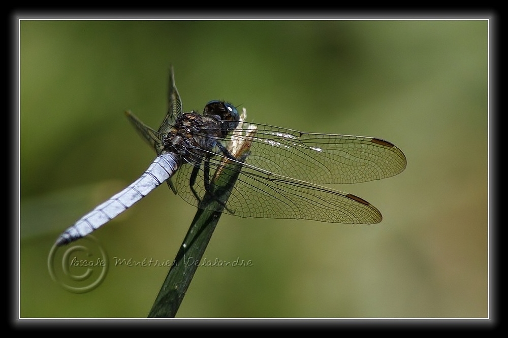 Orthétrum bleuissant (Orthetrum coerulescens) mâle...