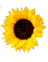fleurs-tournesol-1