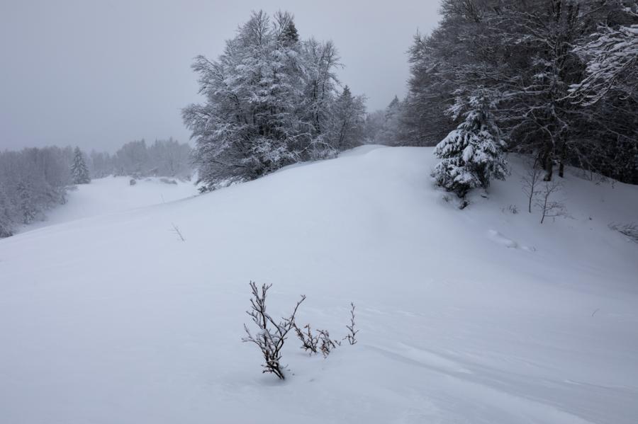 Forêt du Jura