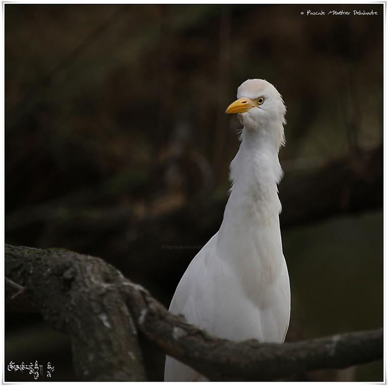Héron garde-boeufs - Bubulcus ibis - Western Cattle Egret