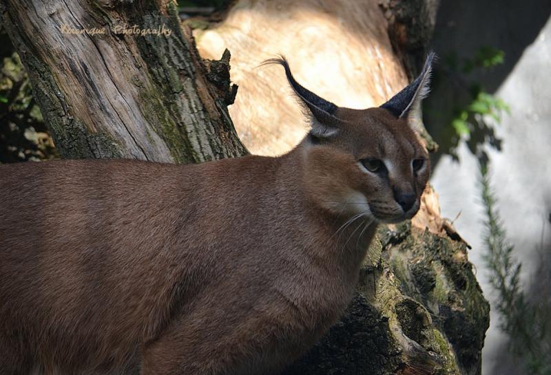 Ménagerie du Jardin des plantes : Le Caracal