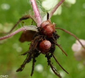 Saxifraga granulata  -  saxifrage granulé