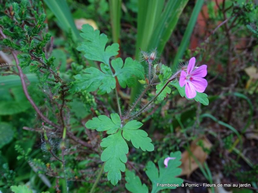 Fleurs du jardin 