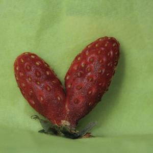 Fruit d'Amour