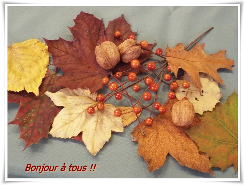 cucurbitacée ...