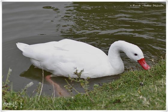 Coscoroba blanc