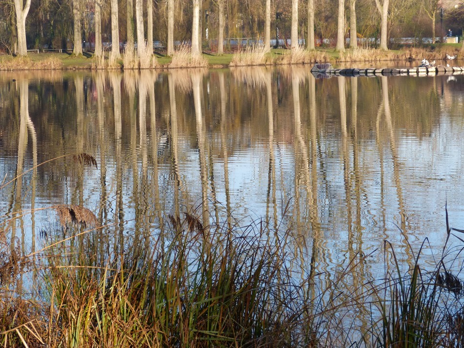 Toujours au parc, frigorifiée, mais c'est si beau ! 