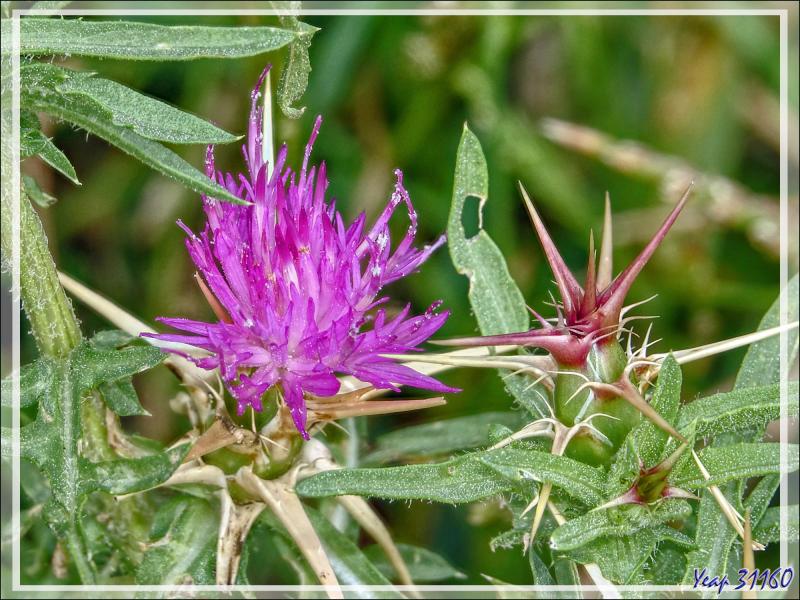 Centaurée Chausse-trape, Centaurée étoilée, Chardon étoilé (Centaurea calcitrapa) - Ars-en-Ré - Ile de Ré - 17