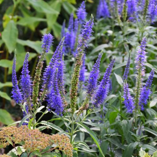 Fleurs cultivées : Véronique