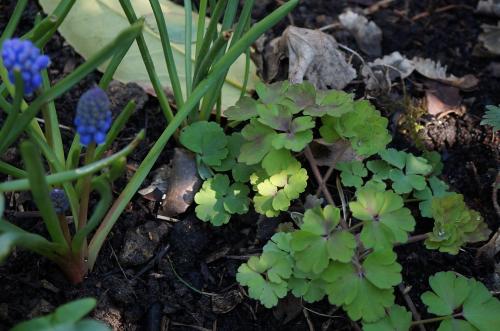 l'éveil de la nature au jardin