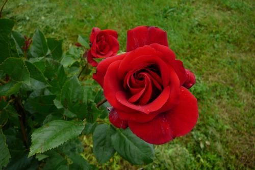 Rouge :