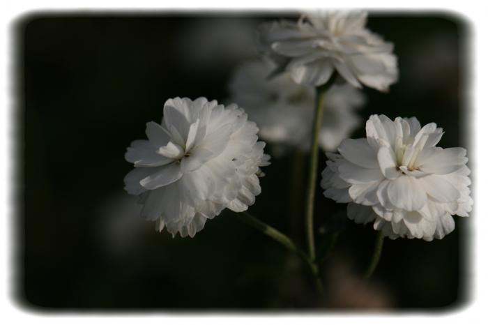 Achillée Ptarmique