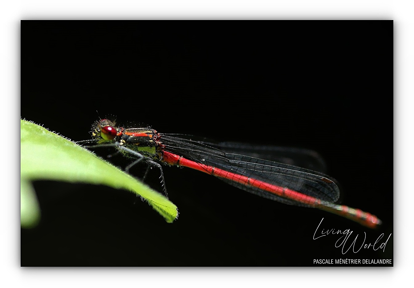 Nymphe au corps de feu - Pyrrhosome nymplula