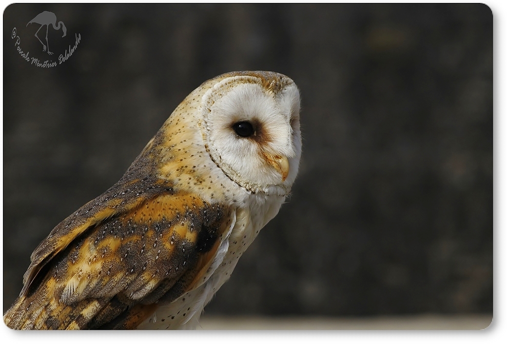 Portrait de Chouette Effraie...