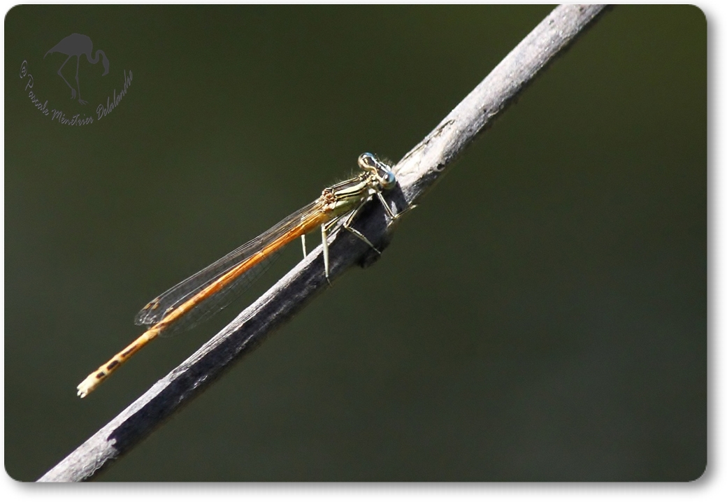 Agrion orangé (Platycnemis acutipennis) mâle