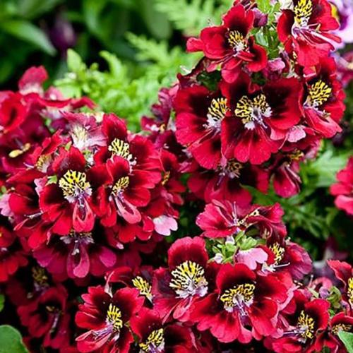 Fleurs cultivées : Schizanthus