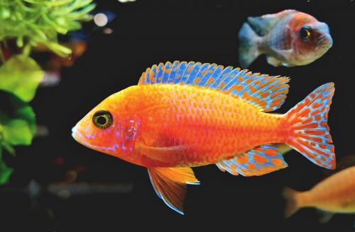 Déterminer les troubles cutanés dans l'aquarium !