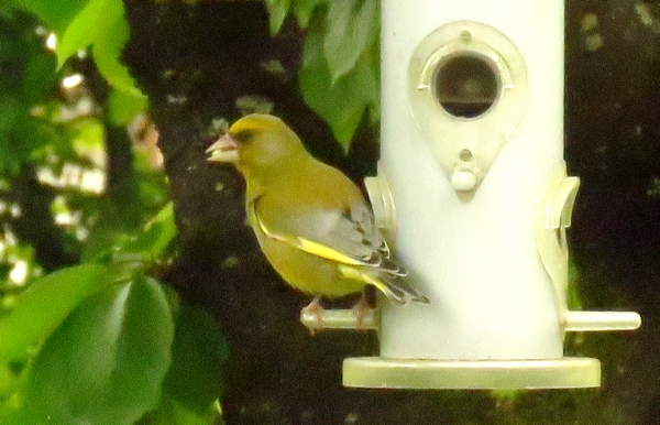 Dix-sept espèces d'oiseaux ont visité mon jardin durant l'hiver 2021-2022...