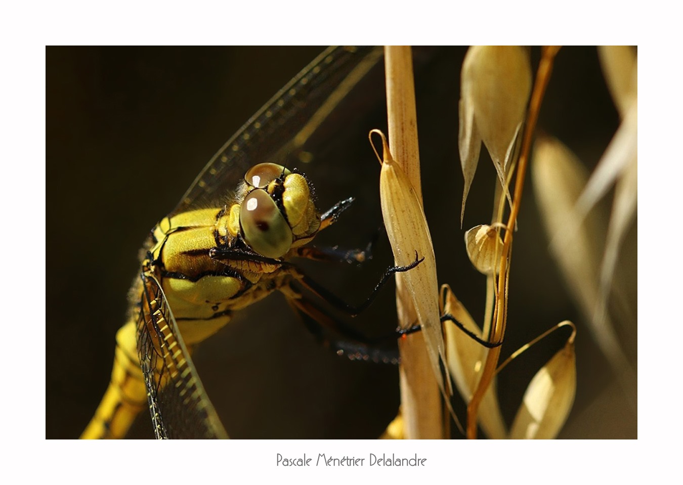 Orthétrum réticulé ♀ (Orthetrum cancellatum)