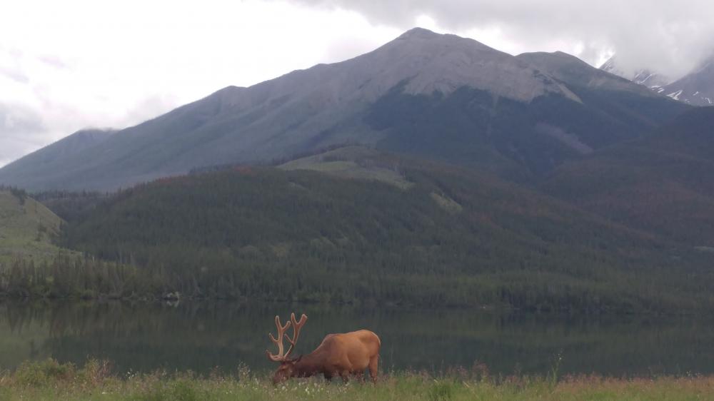 2019 summer vacation: Day twelve - From Edmonton to Jasper