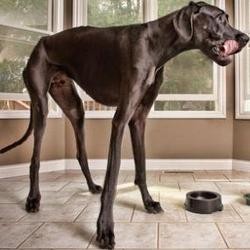zeus-le-plus-grand-chien-du-monde.jpg