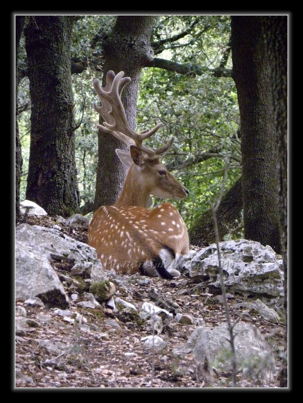 Daims au domaine de Coulondre...