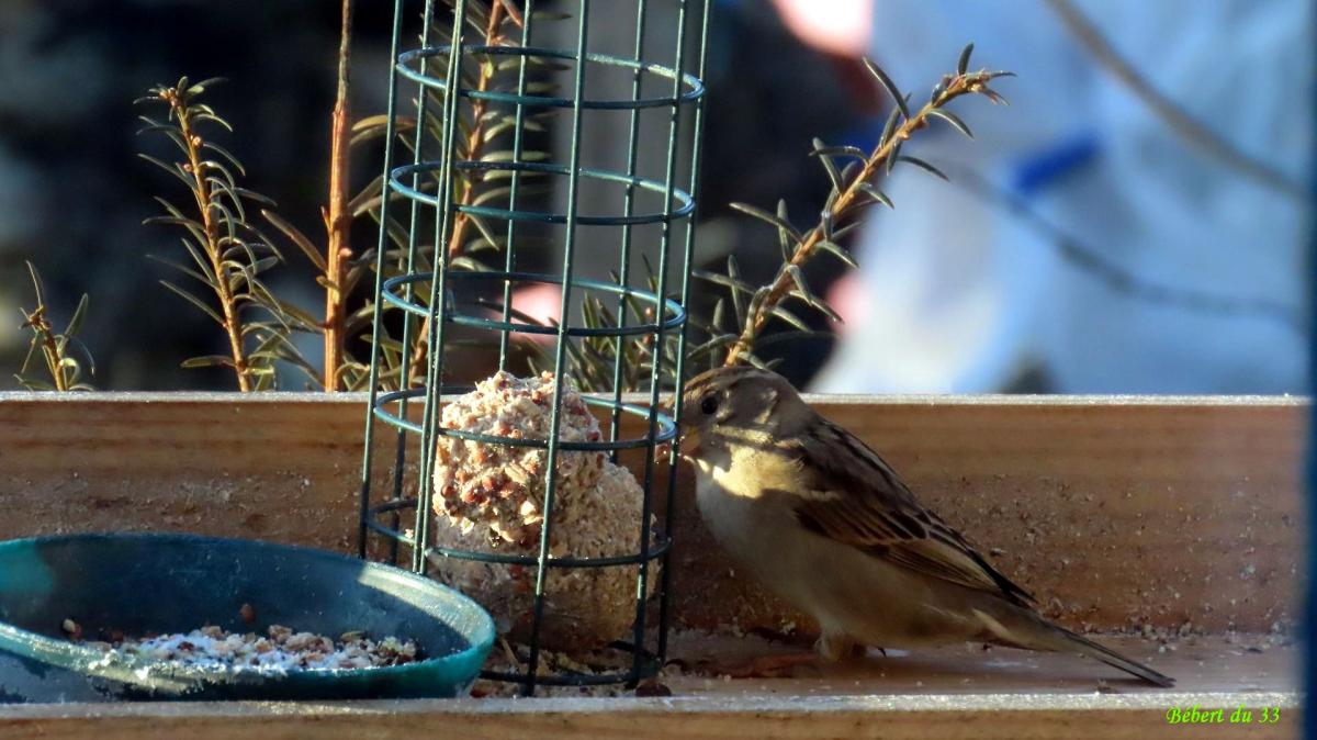 des moineaux au jardin