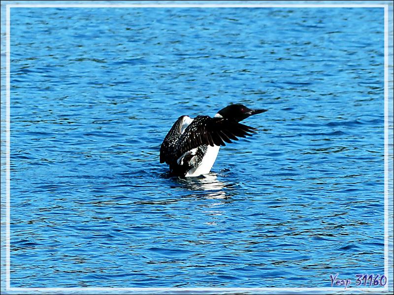 Plongeon huard ou Imbrin ou Huard à collier, Great Northern Loon (Gavia immer) - Lac Venne - Duhamel - Outaouais - Québec - Canada