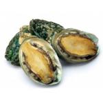 Recup coduillage de mer