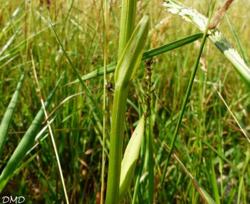 Platanthera bifolia  -  orchis à deux feuilles
